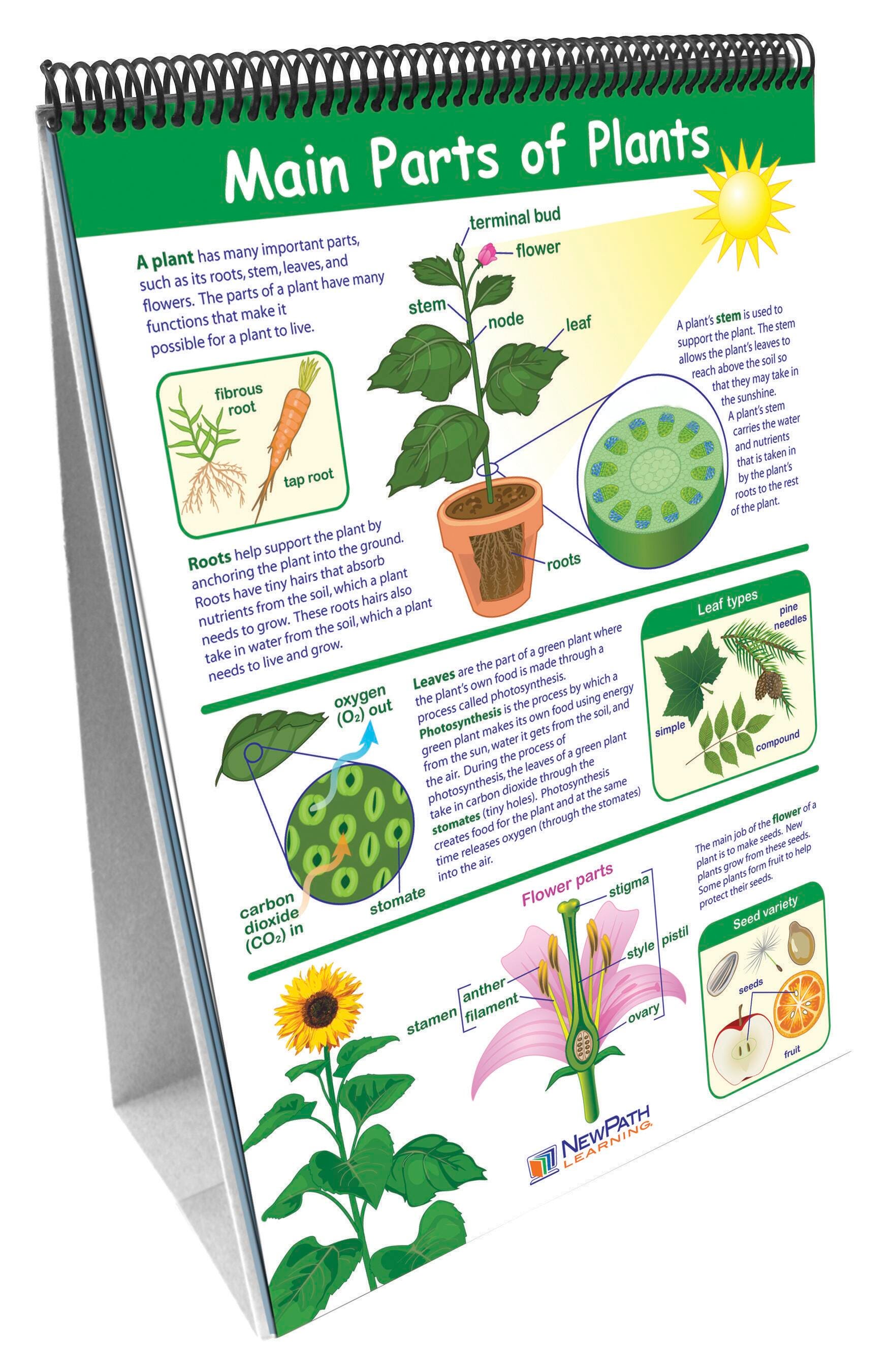 Teacher Resources, Item Number 1302651